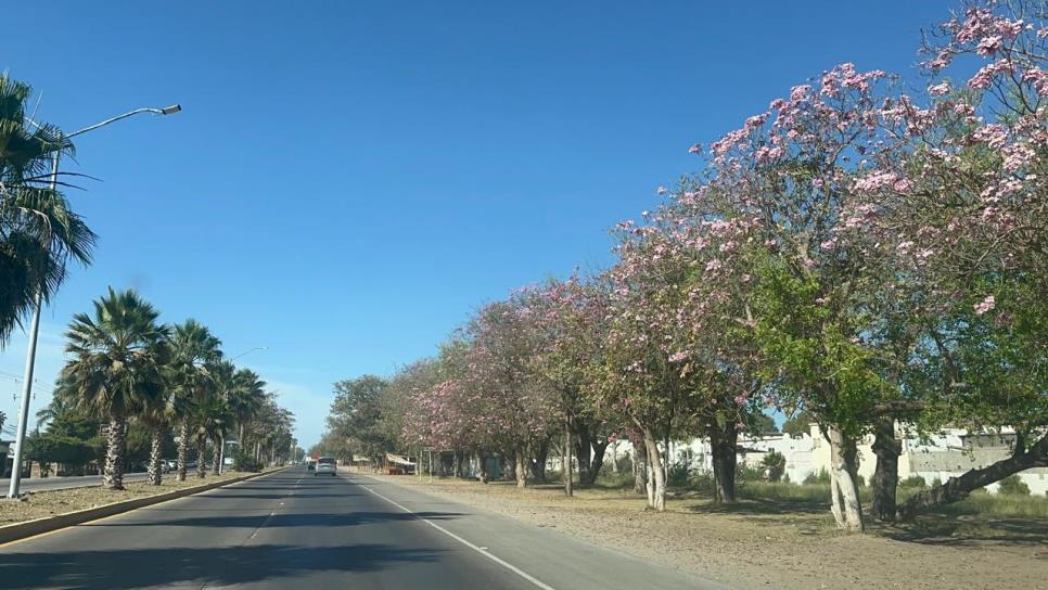 Florecen amapas en Los Mochis; la ciudad luce hermosas postales con estos árboles Florecen amapas en Los Mochis; la ciudad luce hermosas postales con estos árboles