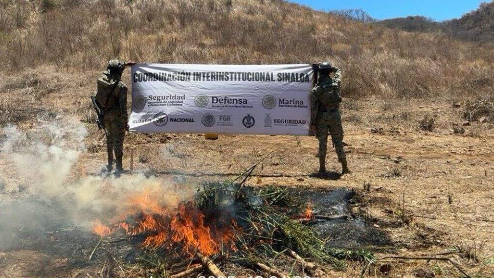 Desmantelan plantío de marihuana oculto entre cultivos de tomate en zona serrana de Choix Desmantelan plantío de marihuana oculto entre cultivos de tomate en zona serrana de Choix