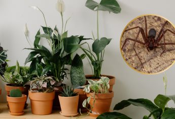 Muere mujer en Sonora por picadura de araña violinista; ¿Cómo alejarla de tu casa con la ayuda de plantas?
