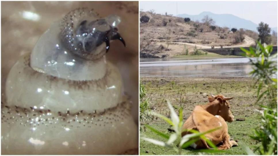 El gusano barrenador, así luce el insecto que se asemeja a un tornillo El gusano barrenador, así luce el insecto que se asemeja a un tornillo
