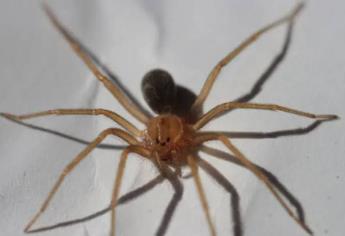 ¿Cómo saber si te mordió una araña violinista? Esto debes hacer
