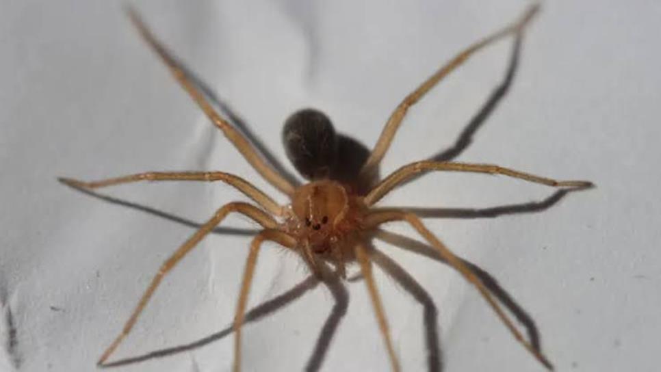 ¿Cómo saber si te mordió una araña violinista? Esto debes hacer ¿Cómo saber si te mordió una araña violinista? Esto debes hacer