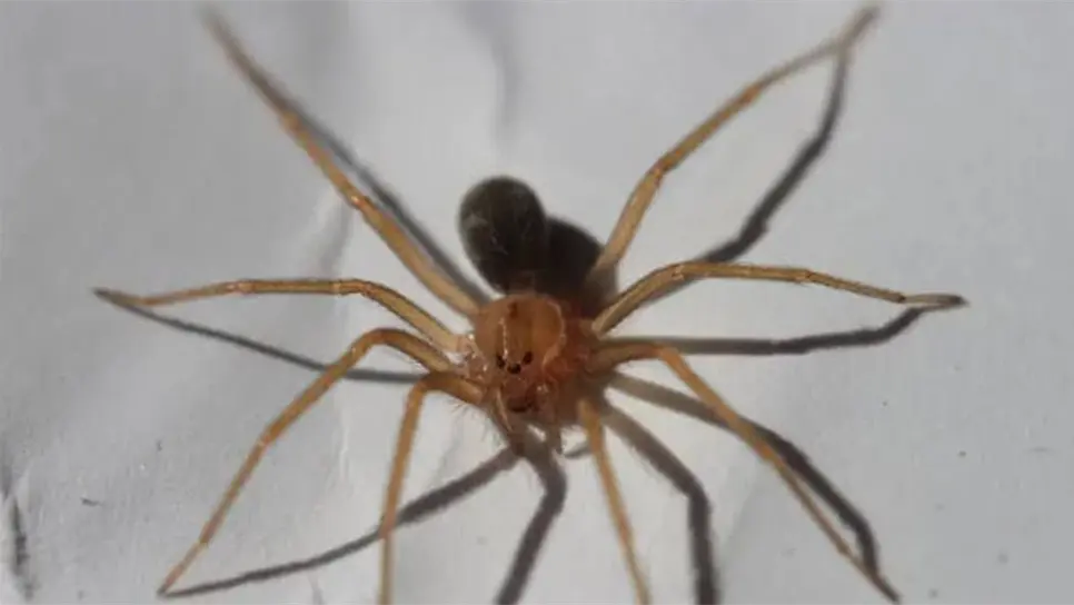 ¿Cómo saber si te mordió una araña violinista? Esto debes hacer