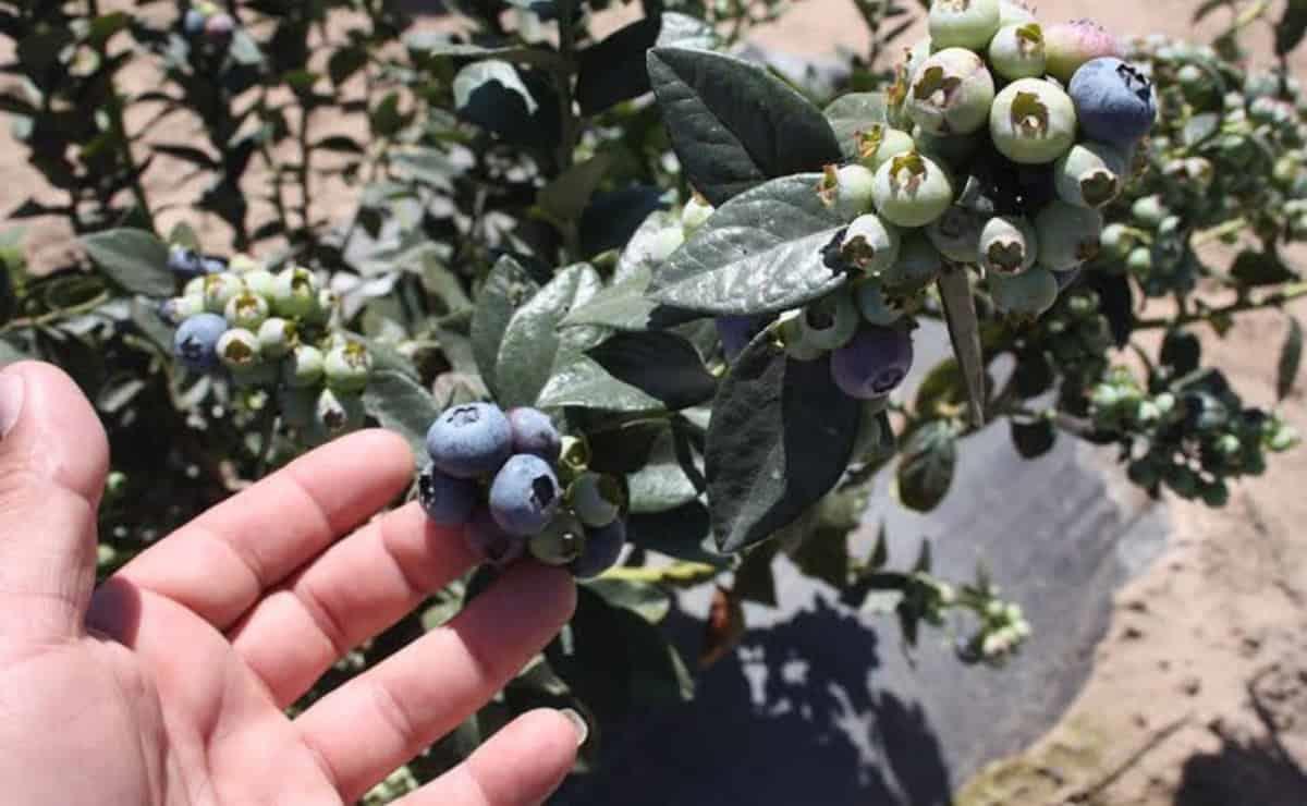 Cuanto Cuesta El Kilo De Arandano