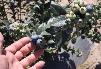 Cosecha de arándanos en el norte de Sinaloa: ¿Cuánto cuesta el kilo?