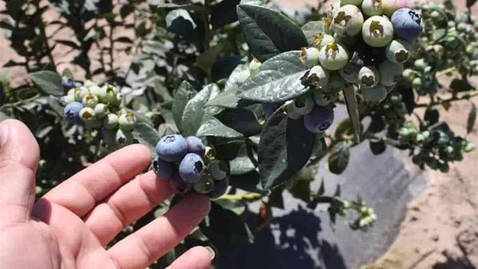 FOTO: Cosecha de arándanos en el norte de Sinaloa: ¿Cuánto cuesta el kilo?