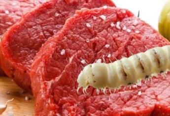 Alerta sanitaria por Gusano Barrenador aumenta precio de la carne en Sinaloa