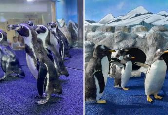 Pingüinos en Mazatlán: Así puedes disfrutar de este atractivo en el Gran Acuario