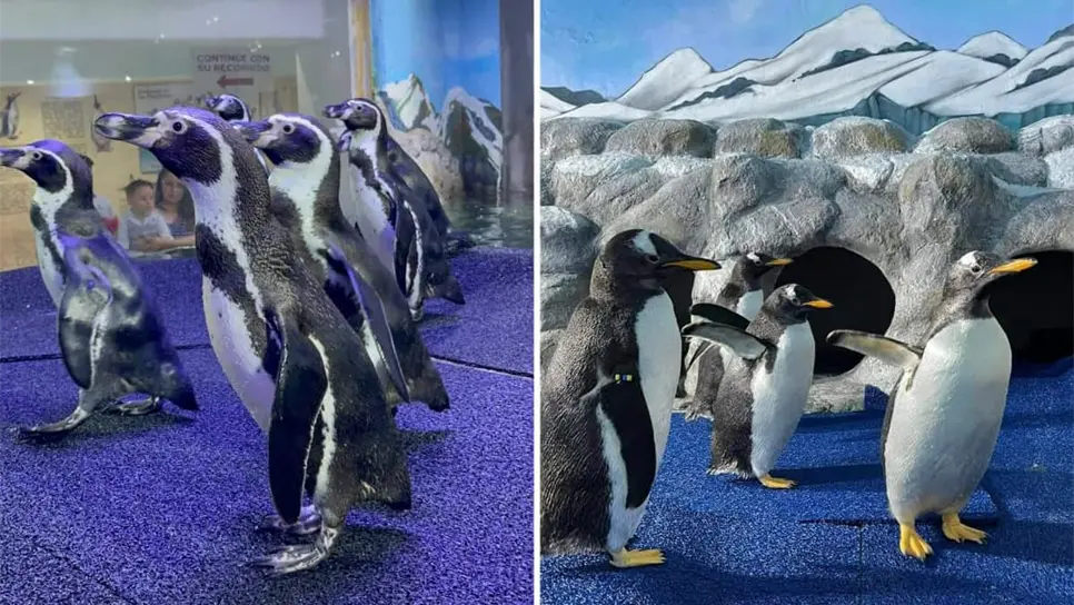 FOTO: Tahiry Zambrano.