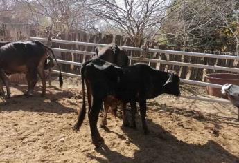 Entregan 8 millones en forraje a ganaderos de Sinaloa afectados por la sequía