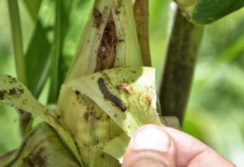 Controlan plagas tras cierre de ciclo agrícola