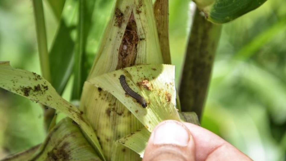Controlan plagas tras cierre de ciclo agrícola Controlan plagas tras cierre de ciclo agrícola