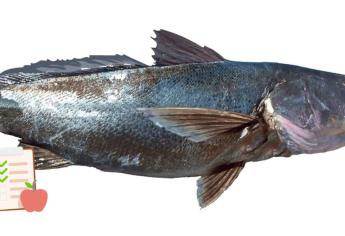 ¿Qué tan buena y nutritiva es la totoaba? El pez endémico del Mar de Cortés