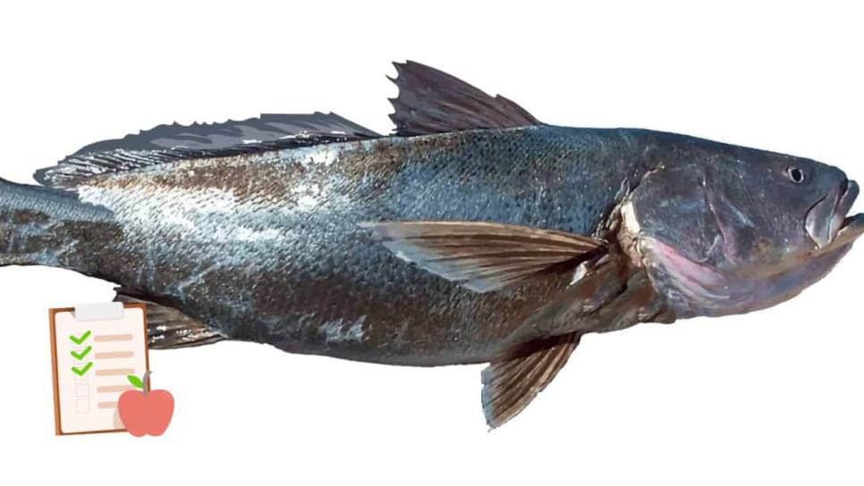 ¿Qué tan buena y nutritiva es la totoaba? El pez endémico del Mar de Cortés ¿Qué tan buena y nutritiva es la totoaba? El pez endémico del Mar de Cortés