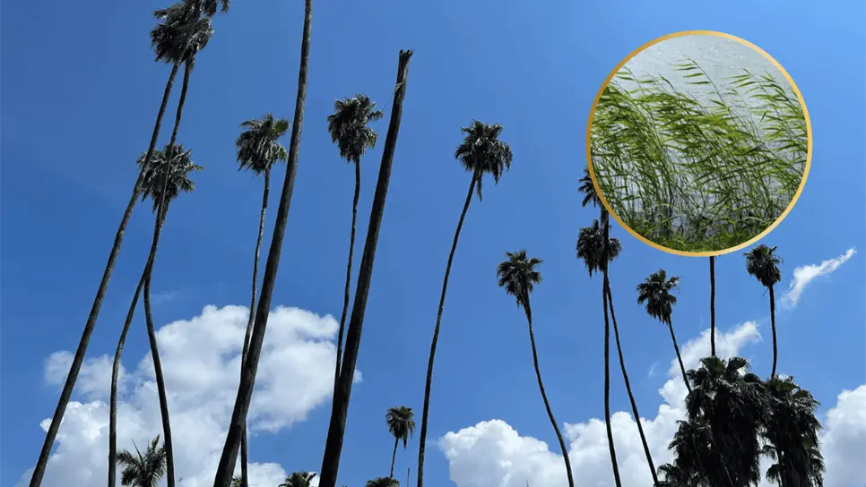 FOTO: Clima en Los Mochis.