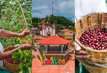 Ruta del Café Pluma de Hidalgo: ¿Qué es esta maravilla de la Sierra de Oaxaca?