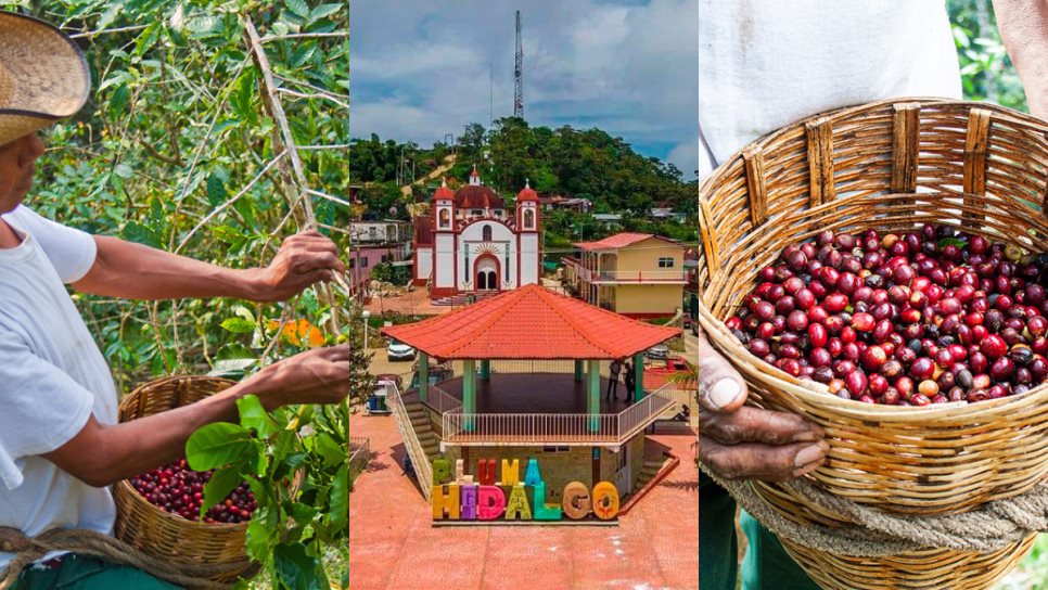 Ruta del Café Pluma de Hidalgo: ¿Qué es esta maravilla de la Sierra de Oaxaca? Ruta del Café Pluma de Hidalgo: ¿Qué es esta maravilla de la Sierra de Oaxaca?