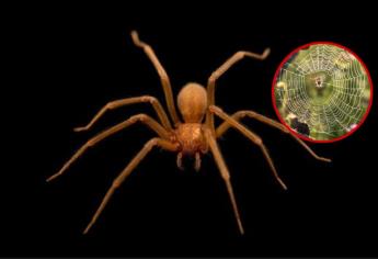 Telaraña de la araña violinista: ¿Cómo identificarla y ponerte alerta?