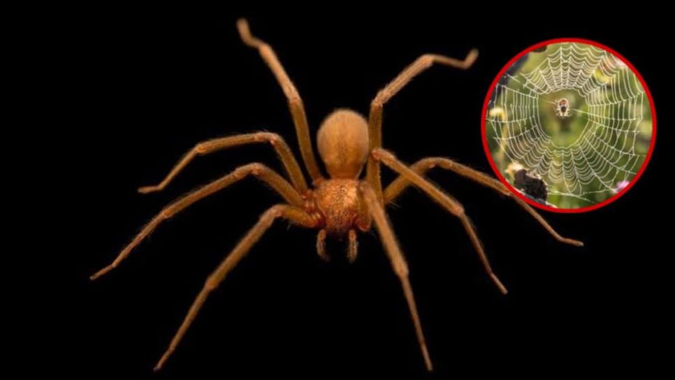 Telaraña de la araña violinista: ¿Cómo identificarla y ponerte alerta? Telaraña de la araña violinista: ¿Cómo identificarla y ponerte alerta?