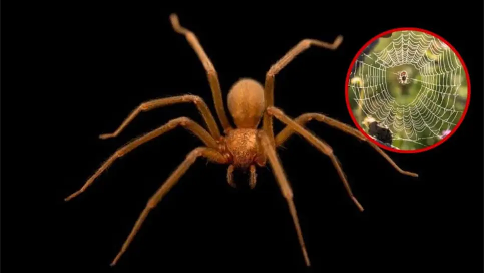 Telaraña de la araña violinista: ¿Cómo identificarla y ponerte alerta?