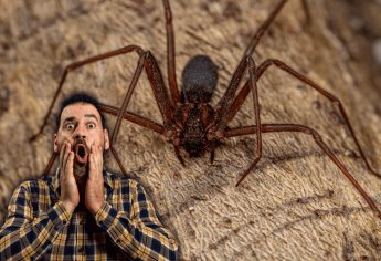 Araña Violinista: ¿De qué se alimenta y en dónde se esconde?