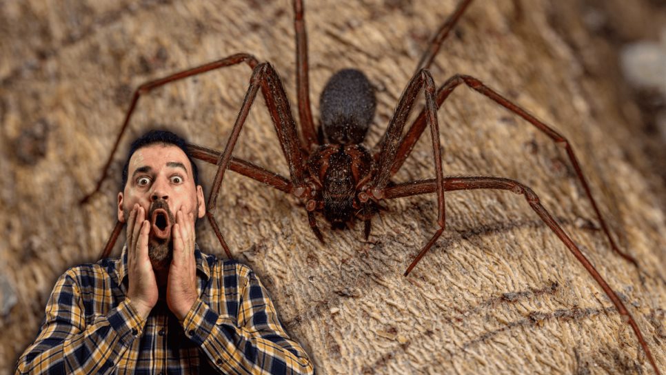 Araña Violinista: ¿De qué se alimenta y en dónde se esconde? Araña Violinista: ¿De qué se alimenta y en dónde se esconde?