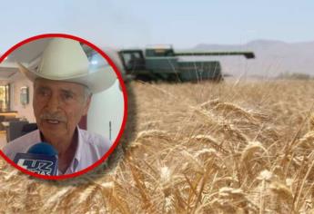 Por sequía en Sinaloa rendimiento del trigo cae 30% en el Valle del Carrizo