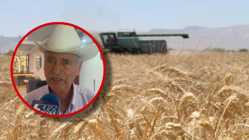 Por sequía en Sinaloa rendimiento del trigo cae 30% en el Valle del Carrizo Por sequía en Sinaloa rendimiento del trigo cae 30% en el Valle del Carrizo