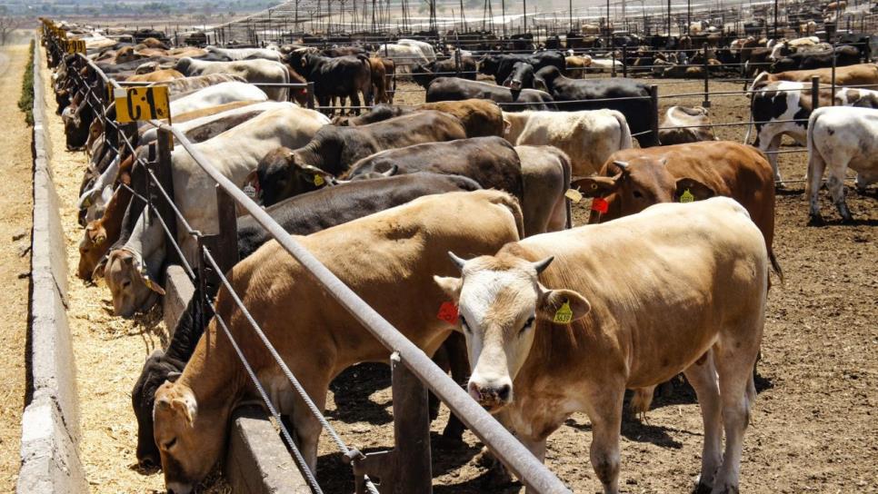 EE.UU. cierra frontera al ganado mexicano por brote de gusano barrenador EE.UU. cierra frontera al ganado mexicano por brote de gusano barrenador