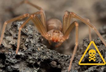 ¿La araña violinista hembra es más peligrosa que el macho?, esto sabemos 