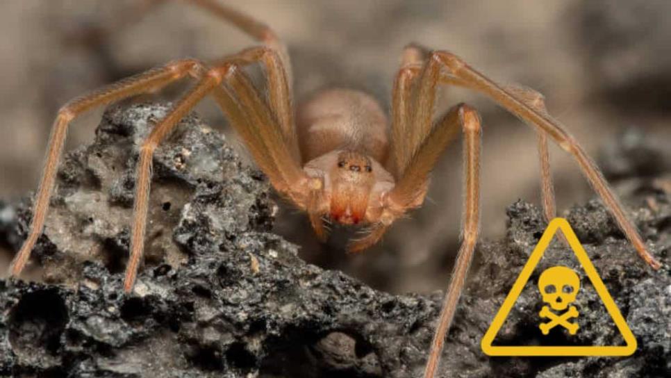 ¿La araña violinista hembra es más peligrosa que el macho?, esto sabemos ¿La araña violinista hembra es más peligrosa que el macho?, esto sabemos