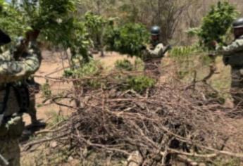 Aseguran área de concentración y un plantío de mariguana en distintos hechos en Cosalá