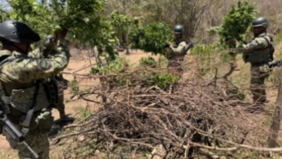 Aseguran área de concentración y un plantío de mariguana en distintos hechos en Cosalá Aseguran área de concentración y un plantío de mariguana en distintos hechos en Cosalá