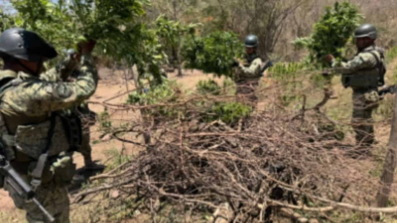 El plantío fue destruido por las autoridades. (FOTO: Cortesía).