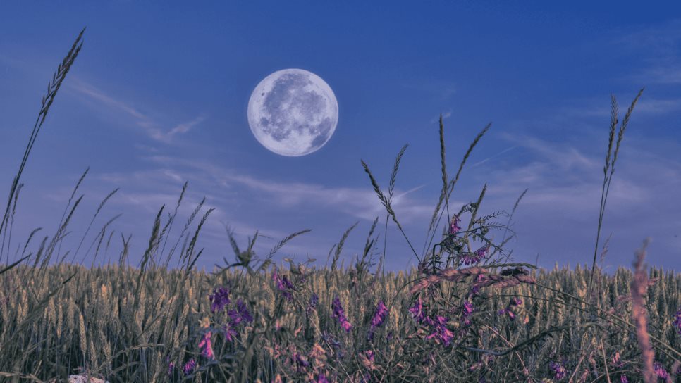 Luna de Flores: ¿Qué es este fenómeno astronómico y cuando podrás verlo? Luna de Flores: ¿Qué es este fenómeno astronómico y cuando podrás verlo?