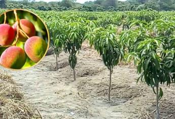 Por sequía se mueren árboles de mango en norte de Sinaloa