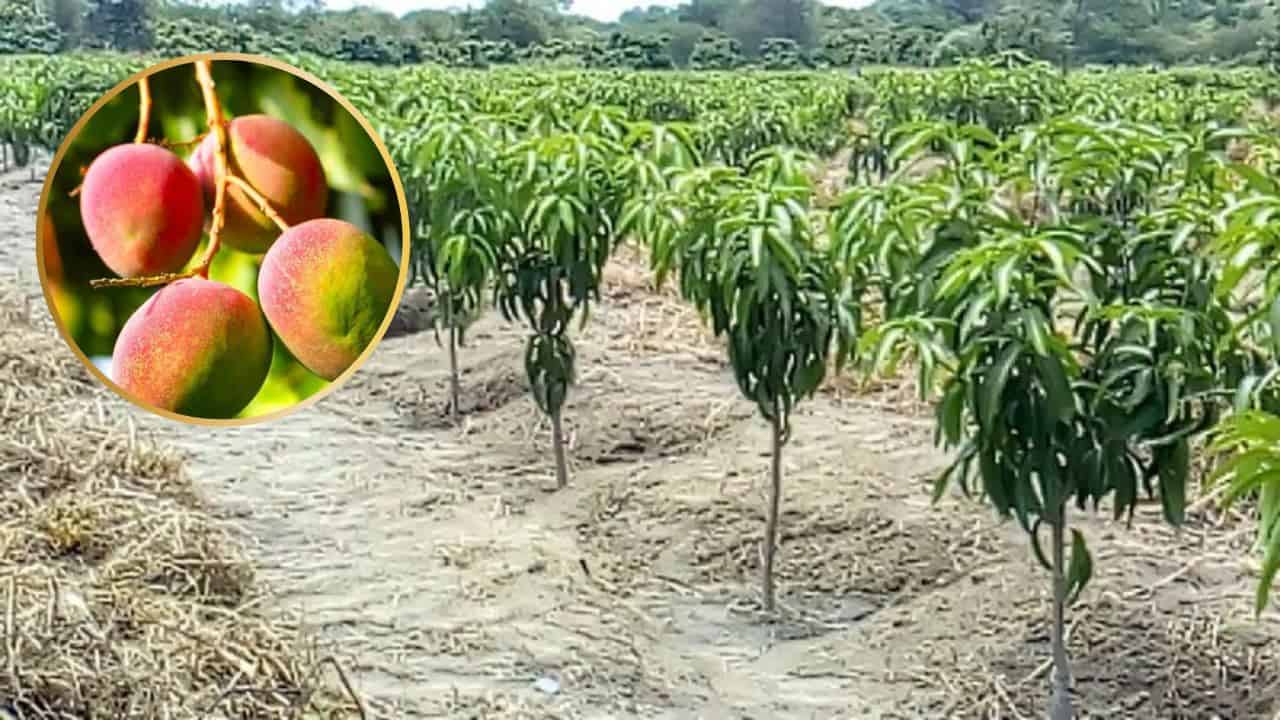 Por sequía se mueren árboles de mango en norte de Sinaloa