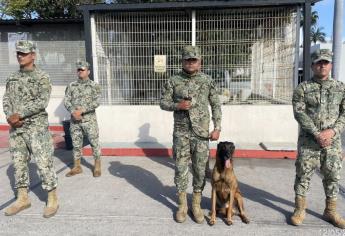 Se despide del servicio: “Ixku”, el soldado canino de la Marina que halló explosivos en Mazatlán