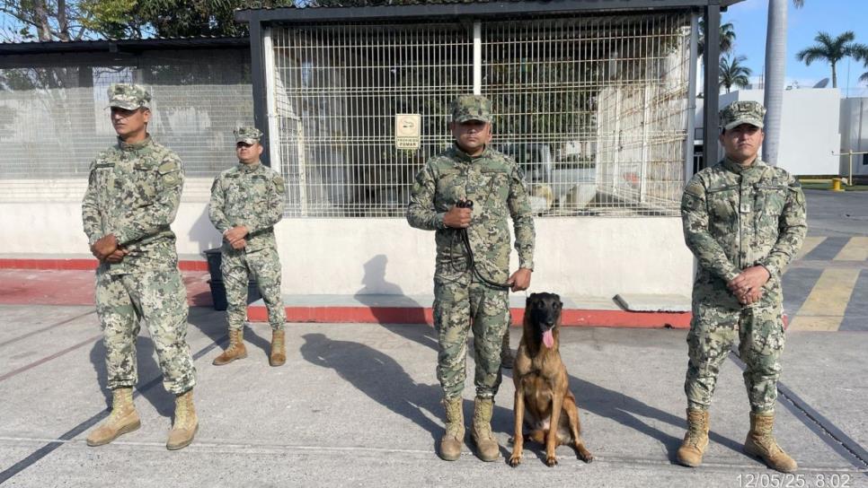 Se despide del servicio: "Ixku", el soldado canino de la Marina que halló explosivos en Mazatlán Se despide del servicio: "Ixku", el soldado canino de la Marina que halló explosivos en Mazatlán