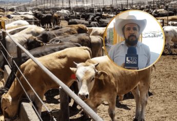 Sinaloa está libre del gusano barrenador: Subsecretario de Ganadería 