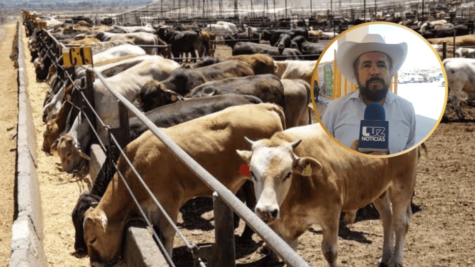 Sinaloa está libre del gusano barrenador: Subsecretario de Ganadería Sinaloa está libre del gusano barrenador: Subsecretario de Ganadería