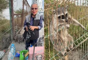 Janeth Leyva, animalista de 76 años que alimenta mapaches con amor en Mazatlán