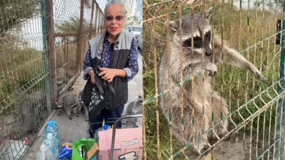Janeth Leyva, animalista de 76 años que alimenta mapaches con amor en Mazatlán Janeth Leyva, animalista de 76 años que alimenta mapaches con amor en Mazatlán