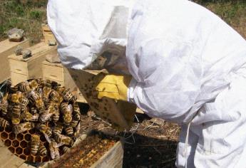 Ley de Protección a las Abejas en Sinaloa sigue sin aplicarse
