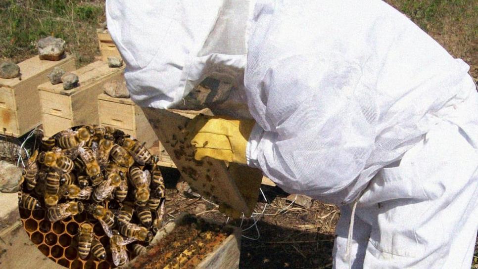 Ley de Protección a las Abejas en Sinaloa sigue sin aplicarse Ley de Protección a las Abejas en Sinaloa sigue sin aplicarse
