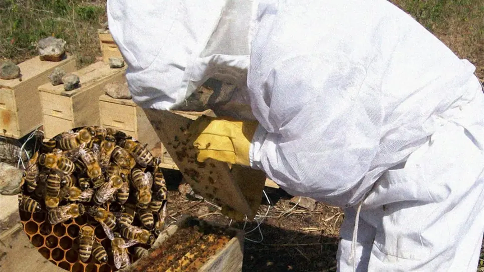 FOTO: Día Mundial de la Abeja sin presupuesto para celebrar en Sinaloa