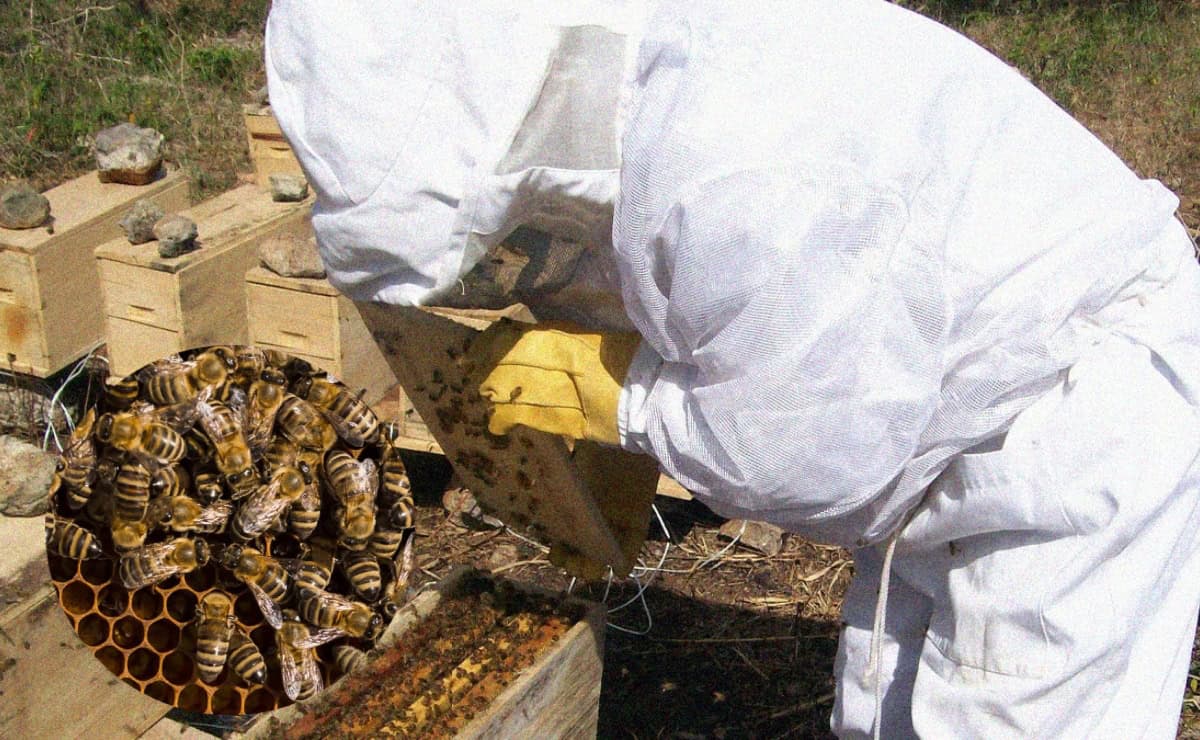 Ley de Protección a las Abejas en Sinaloa sigue sin aplicarse