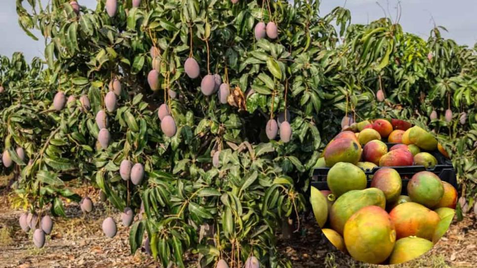 Pozos mantienen a flote las mil hectáreas de mango en la región Pascola