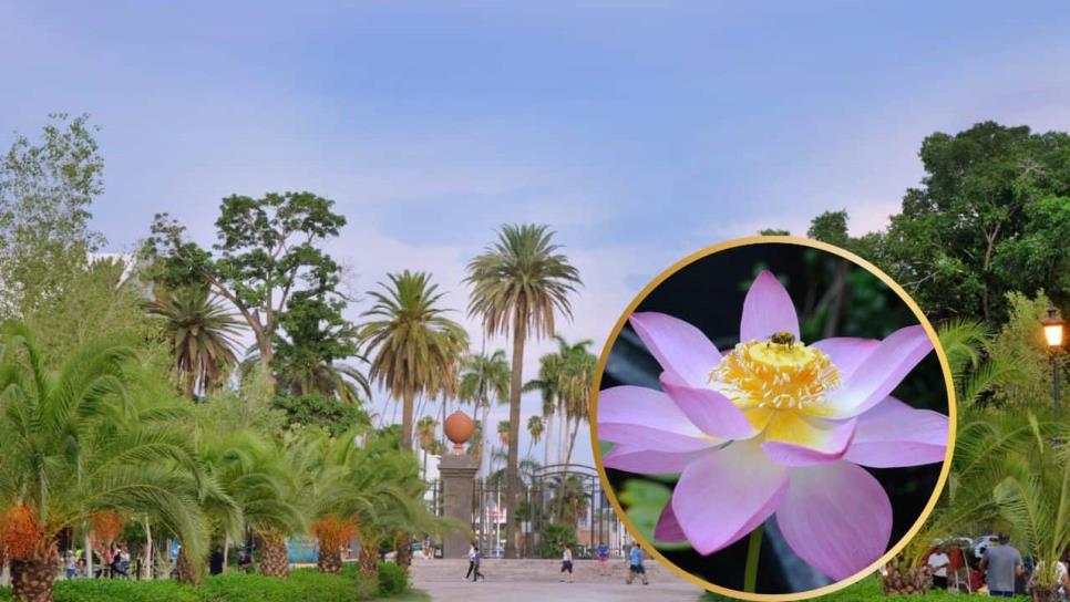 Flor de loto del Parque Sinaloa; florece una vez al año y la puedes ver unos minutos al día Flor de loto del Parque Sinaloa; florece una vez al año y la puedes ver unos minutos al día