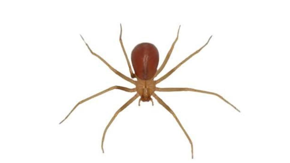 Araña violinista: ¿cuál es el estado dónde se han registrado más picaduras en esta temporada? Araña violinista: ¿cuál es el estado dónde se han registrado más picaduras en esta temporada?